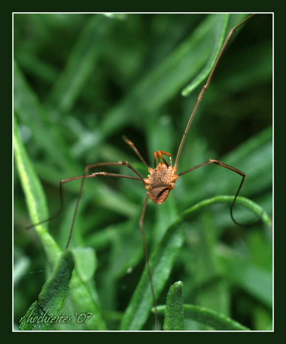 Daddy Long Legs