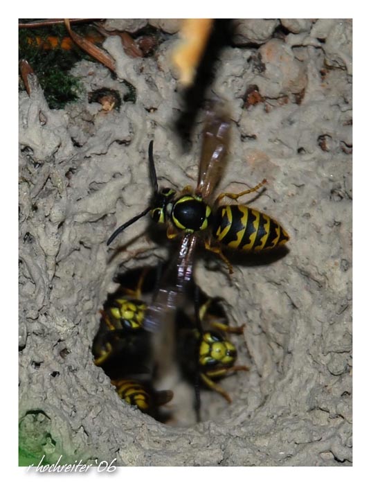 Yellow jackets underground