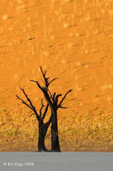 Deadvlei Pan, Naukluft Park Sossusvlei 17