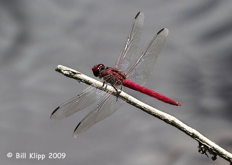 Red Dragonfly 2
