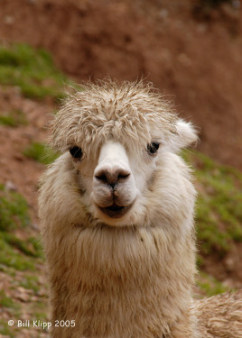 Lamas, Peru Andes  1
