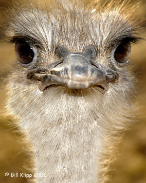 Ostrich,  Phoenix  Zoo