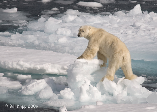 Polar Bear, Svalbard 3
