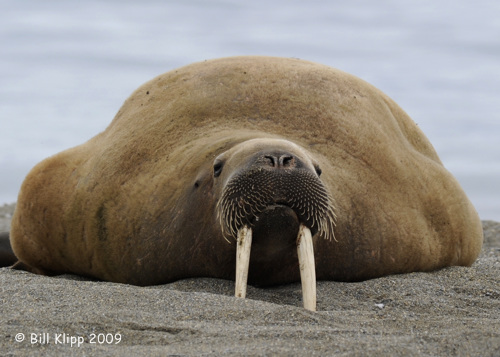 Walrus, Svalbard 2