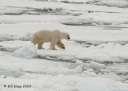 Polar Bear, Svalbard 8