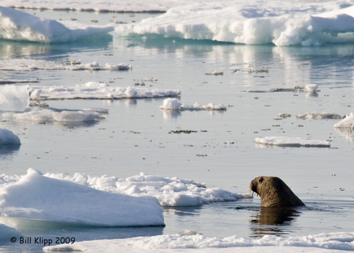 Walrus, Moffen Island Svalbard 6