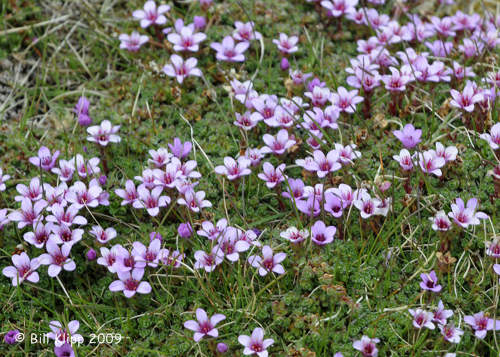 Purple Saxifrage, Svalbard