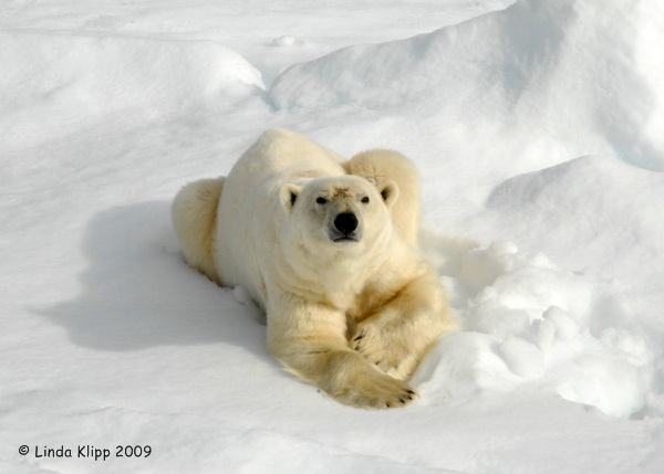 Polar Bear,  Svalbard Norway 2