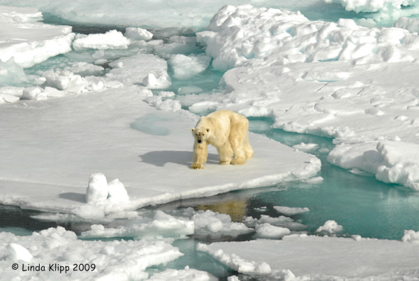 Polar Bear,  Svalbard Norway 11