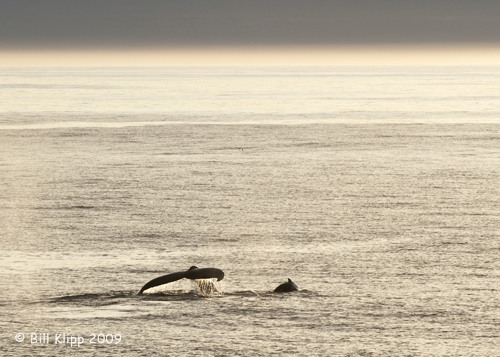 Humpback Whale,  Svalbard Norway 2