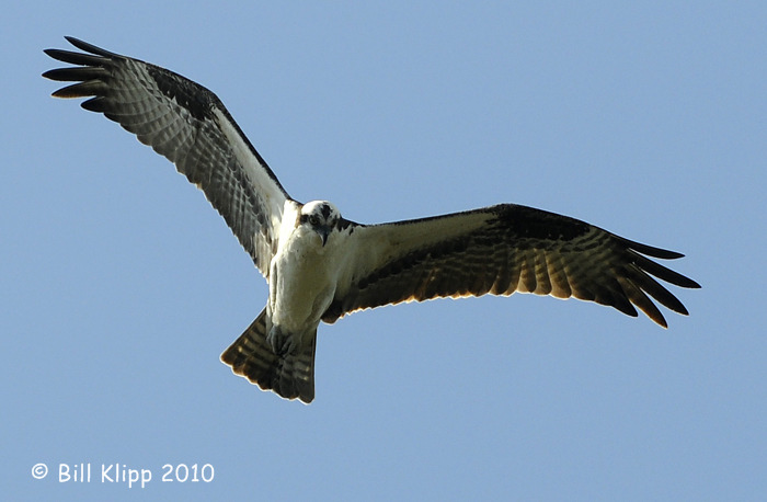 Osprey in Flight  3