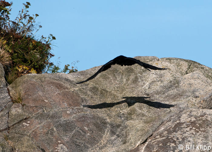 Crow Shadow 1