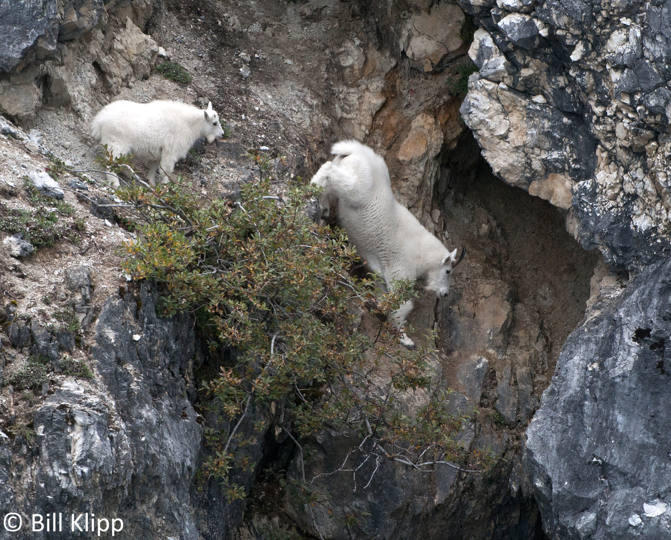 Mountain Goats, Gloomy Knob Glacier Bay  4