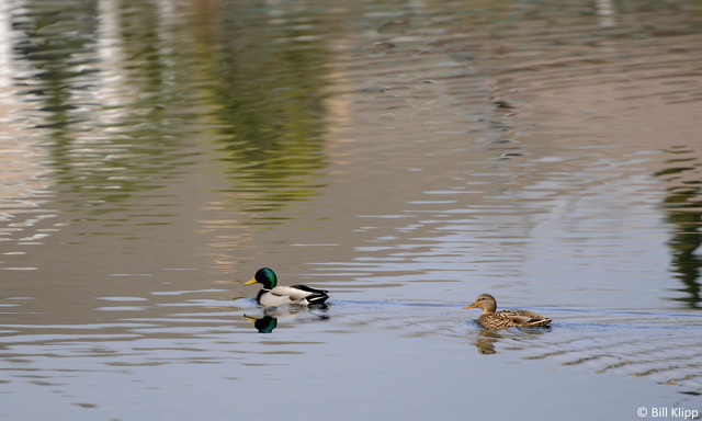 Mallard Ducks  11 