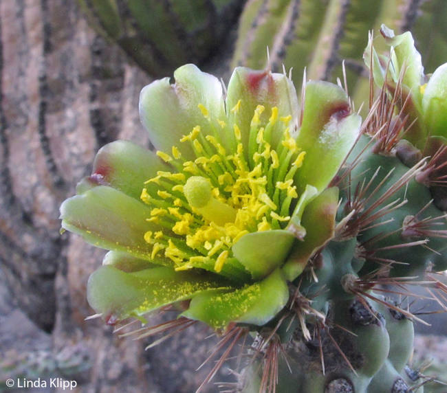  Choya Cactus Flower,  Isla San Estaban