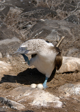 Blue- Footed Booby