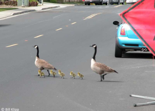 Canada Geese  12