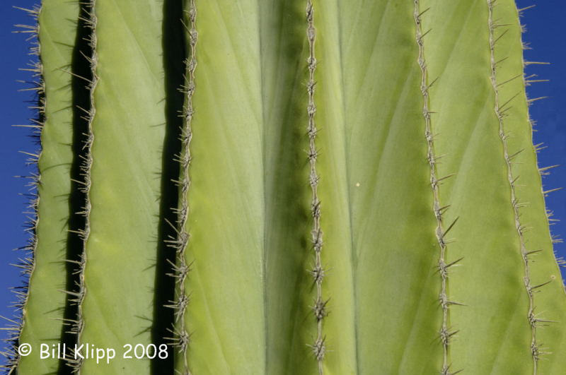 Cardn  Cactus Santa Catalena Island