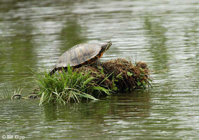 Western Pond Turtles  3