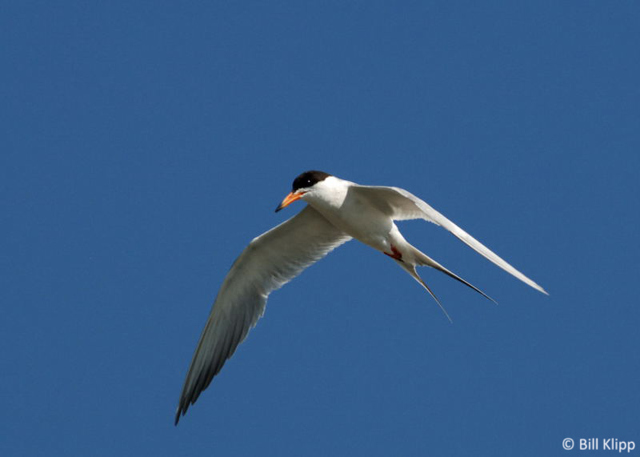 Tern Fishing  3