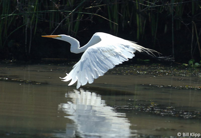 Great Egret  11