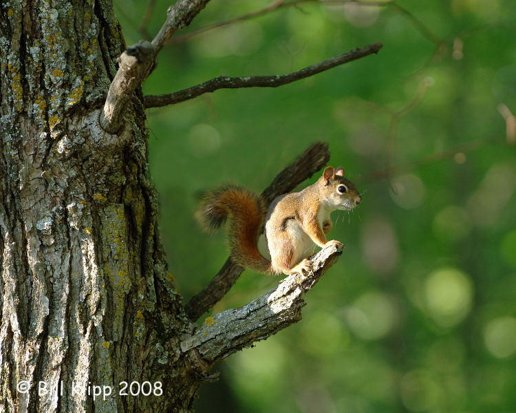 Red Squirrel, Northern Minnesota 2