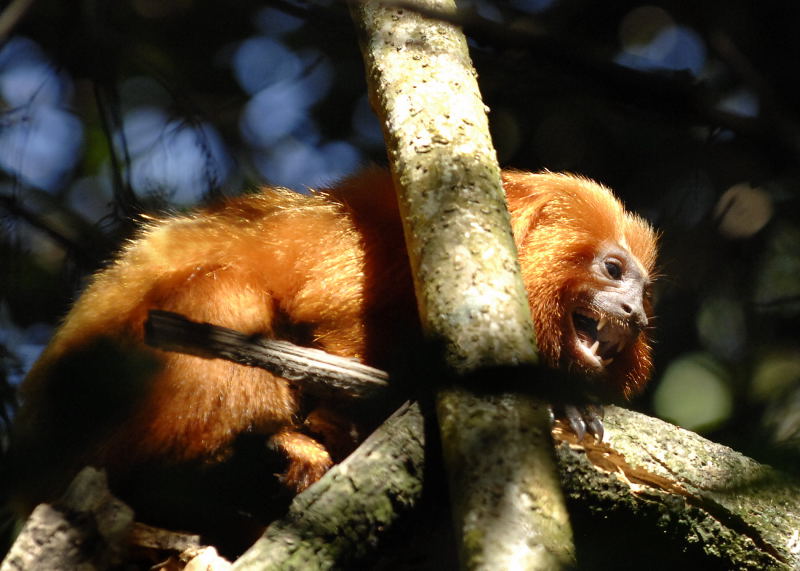 Golden Lion Tamarin 3,  The Pantanal