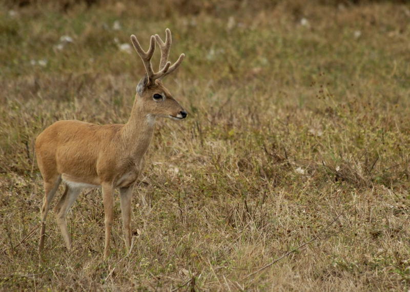 Pampas Deer, The Pantanal