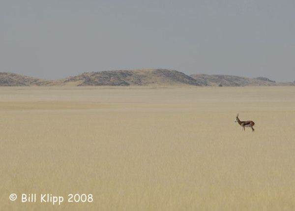 Springbock, Serra Cafema