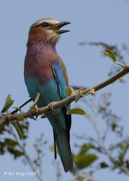 Liliac Breasted Roller, Mfuwe