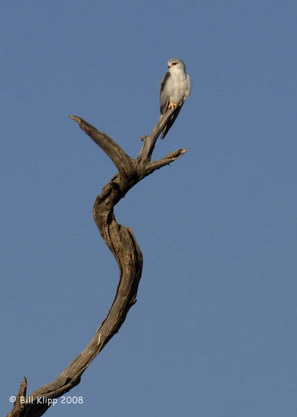 Blackbacked Kite, Chobe