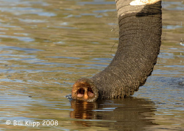 The Trunk, Chobe