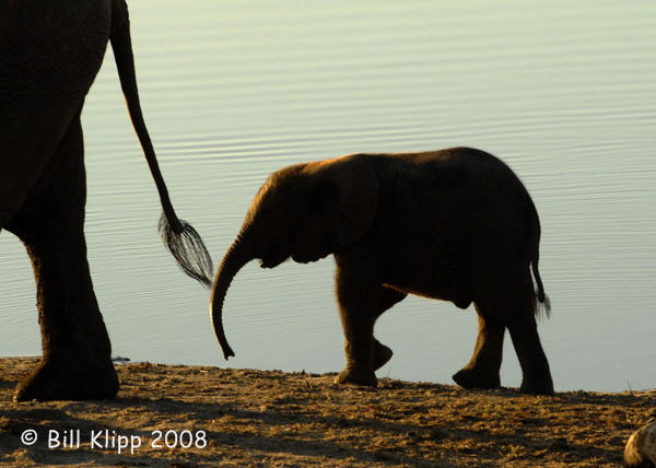 Elephant Baby, Chobe 7