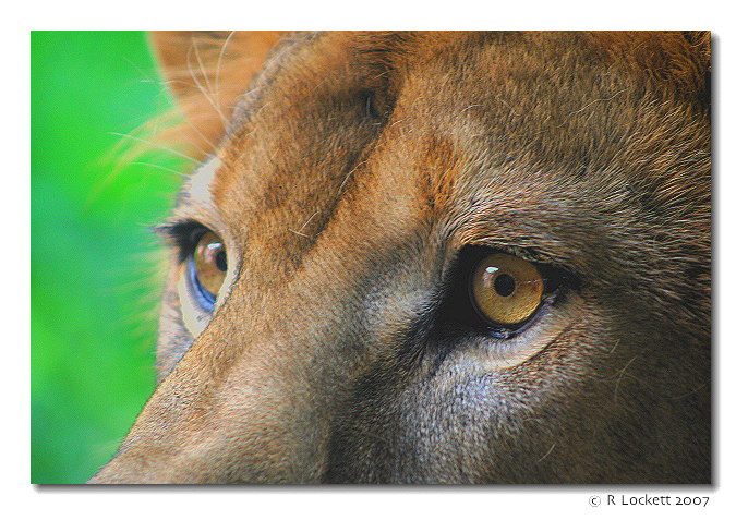 Lion Eyes