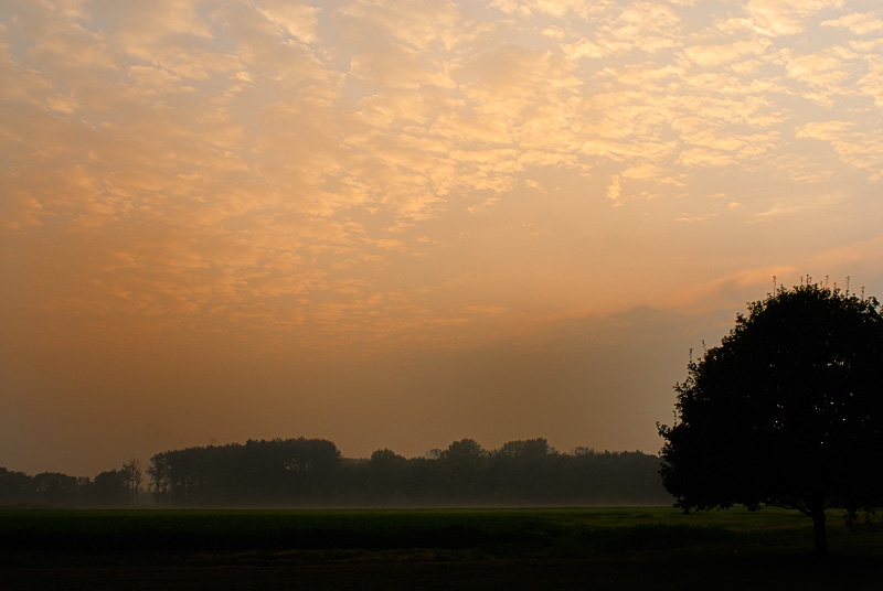 Half a tree, sunset