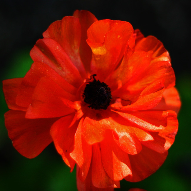 Poppy