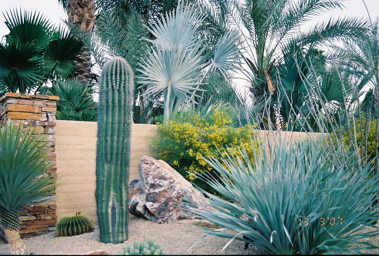 Desert Landscaping