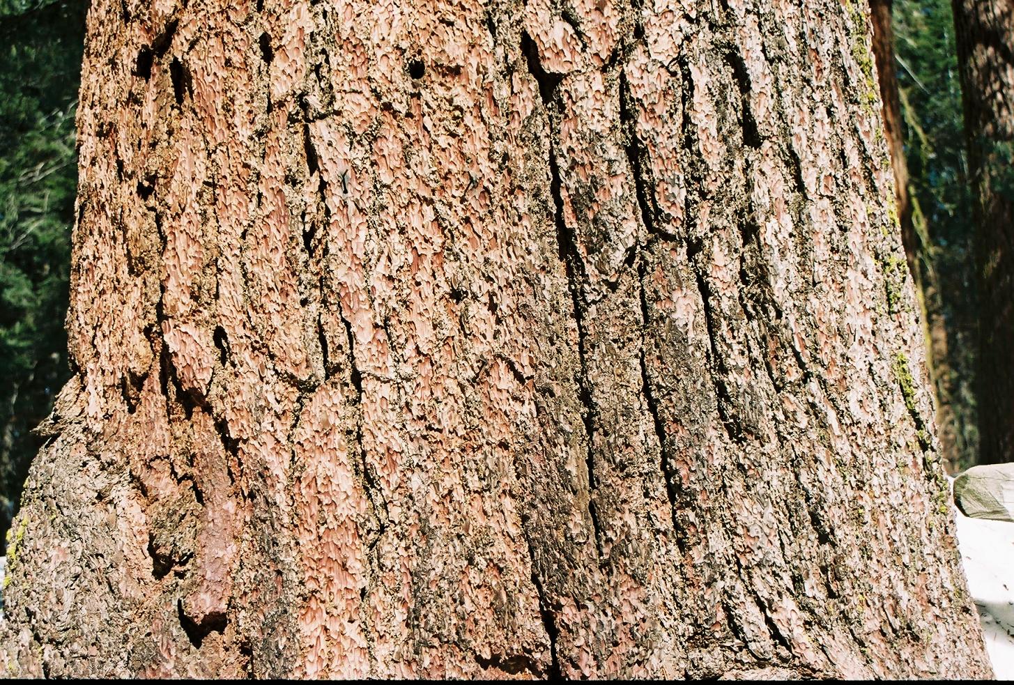 Pine Tree  in California