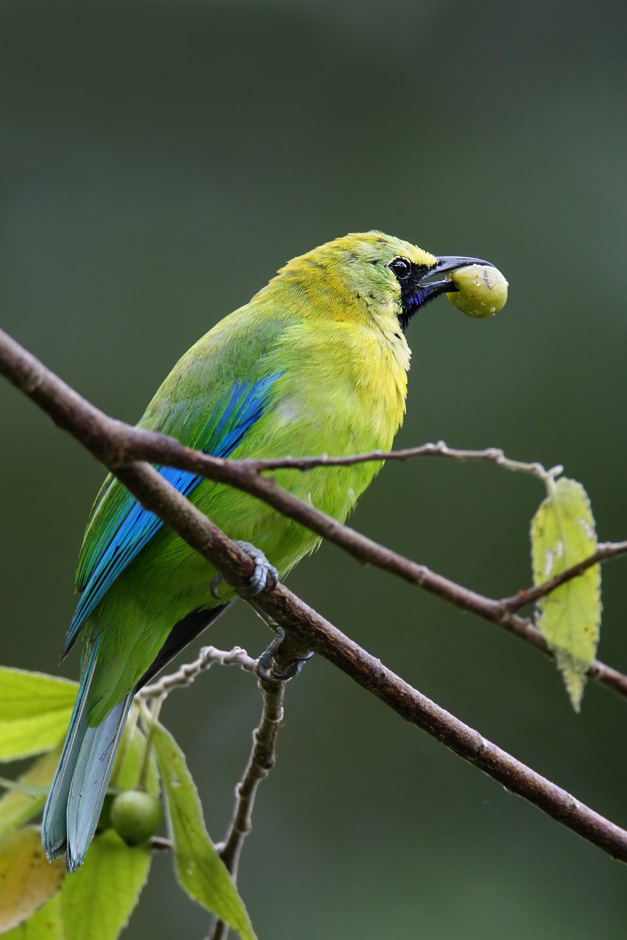 Blue-winged Leafbird (male)