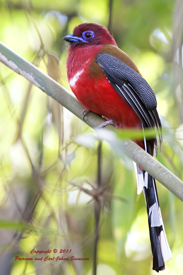 Red-headed Trogon (male)