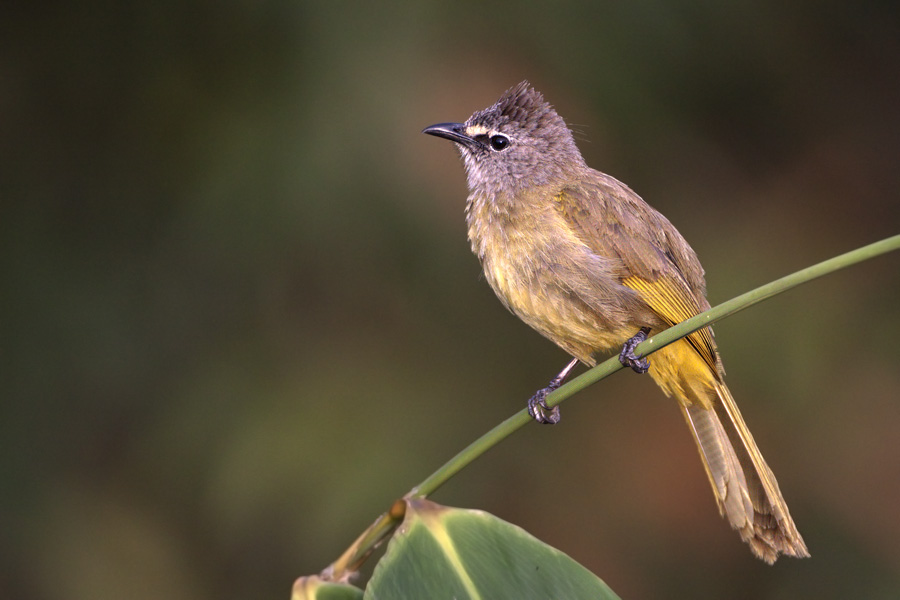 Flavescent Bulbul