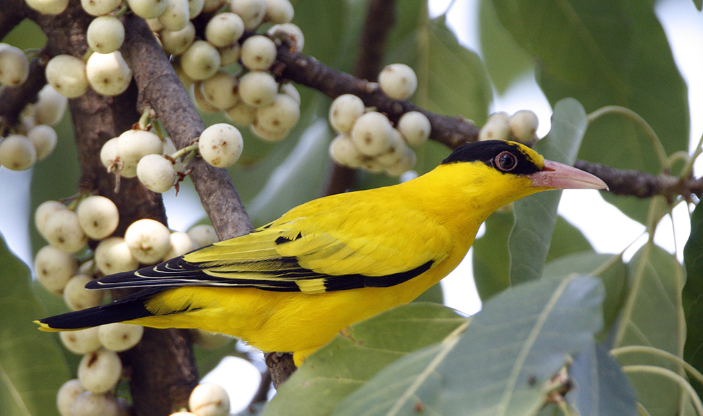 021 - Black-naped Oriole