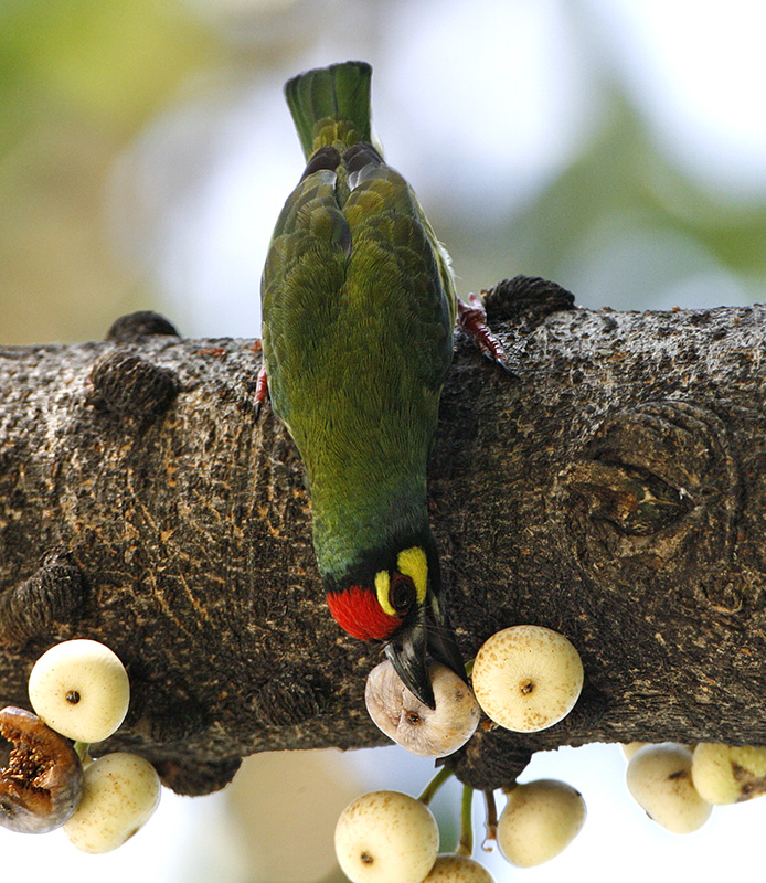 Coppersmith Barbet