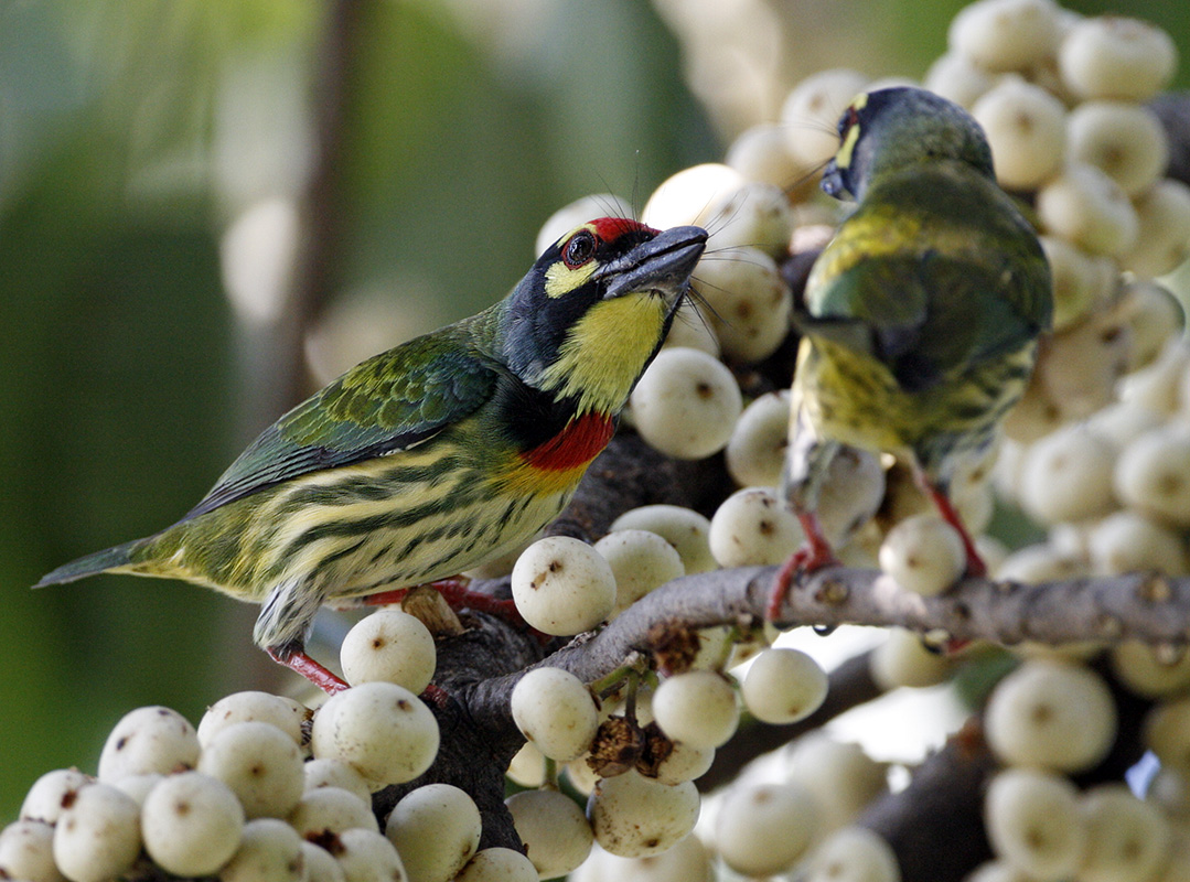 Coppersmith Barbet
