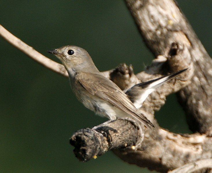 103 - Tagia Flycatcher