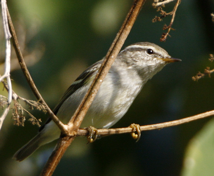 108 - Two-Barred Warbler