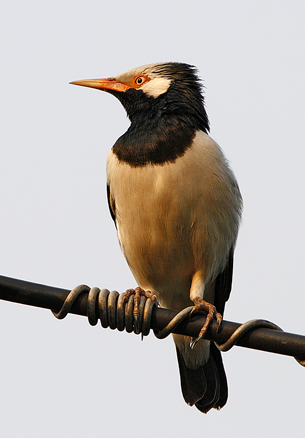 007 - Asian Pied Starling