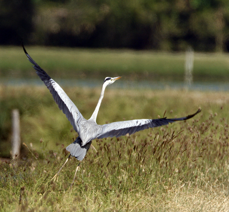 Grey Heron