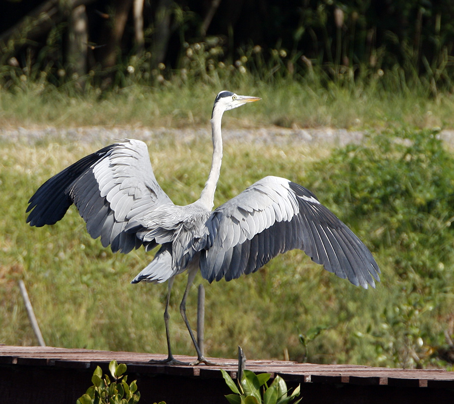 Grey Heron