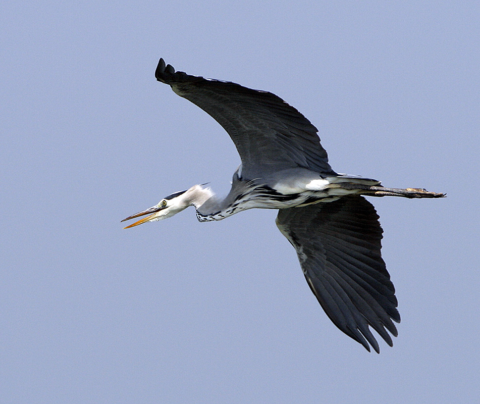 Grey Heron